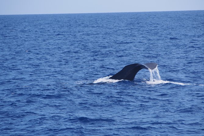 Dolphin - Whale - Turtle - Bird Watching - The wildlife search comes first
