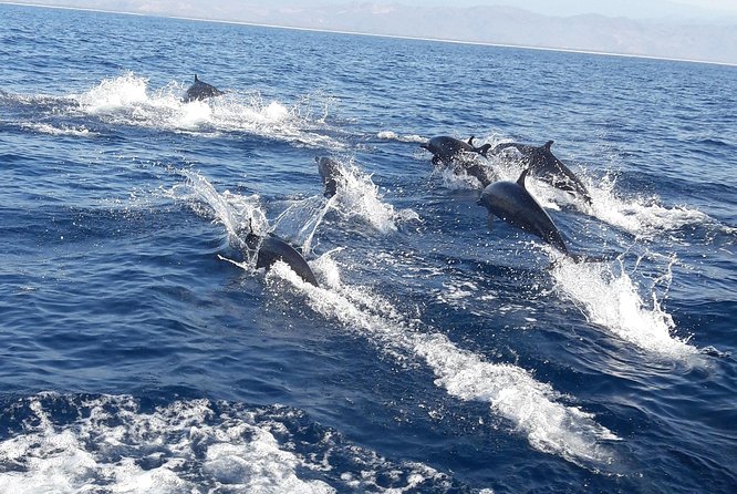 Dolphin & Whale Watching - Key points before you book