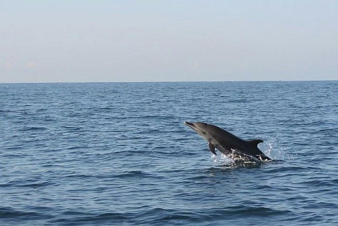 Dolphin & Whale Watching - An early morning start at Puerto Beach