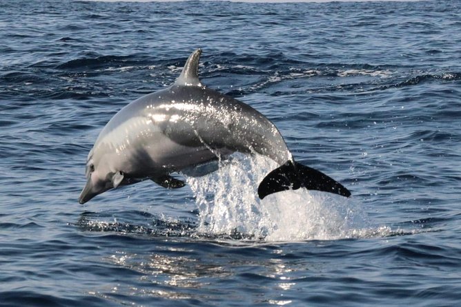 Dolphin & Whale Watching - Whales, dolphins, and sea turtles