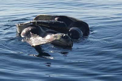 Dolphin & Whale Watching