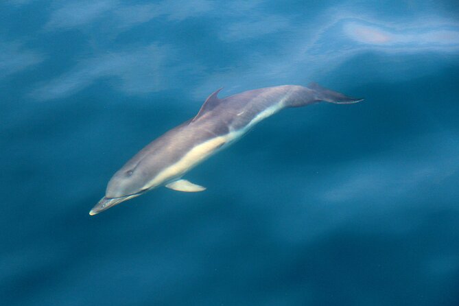 Dolphin & Whale Watching (4hrs) + Blasket Island Landing (3hrs) - Why this Dingle boat trip is more than whale watching