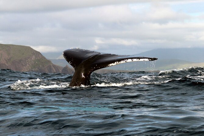Dolphin & Whale Watching (4hrs) + Blasket Island Landing (3hrs) - Leaving Ventry Pier at 10am