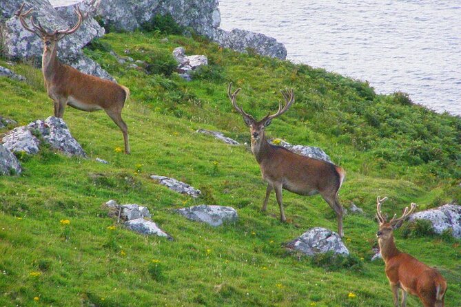 Dolphin & Whale Watching (4hrs) + Blasket Island Landing (3hrs) - Puffins near Inishvickillane