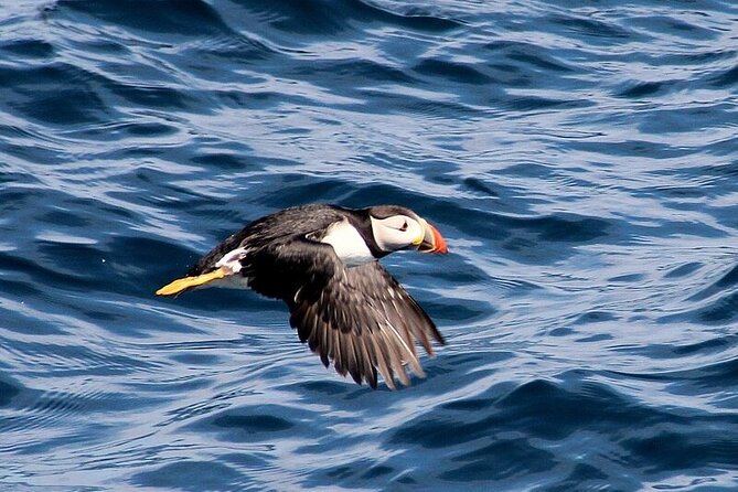 Dolphin & Whale Watching (4hrs) + Blasket Island Landing (3hrs) - Tearaght Island and the limits of the route