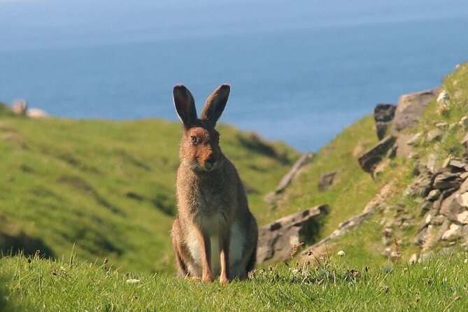 Dolphin & Whale Watching (4hrs) + Blasket Island Landing (3hrs) - Cathedral Rocks and the outer Blaskets