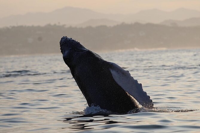 Dolphin & Whale Watching - Group size, comfort, and the English-language service