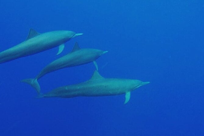 Dolphin & Whale Watching in Puerto Escondido - Searching offshore for four kinds of dolphins