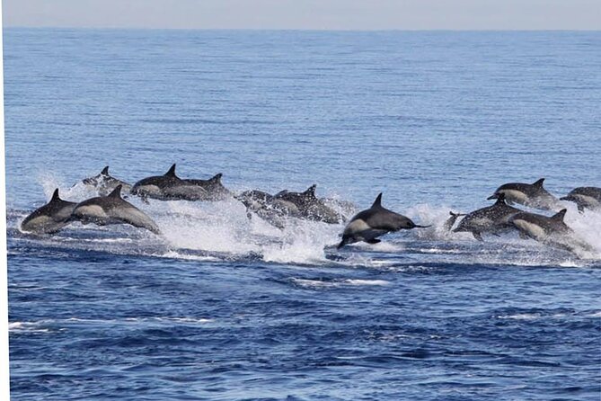 Dolphin & Whale Watching in Puerto Escondido - Humpback whales and the limits of wildlife watching