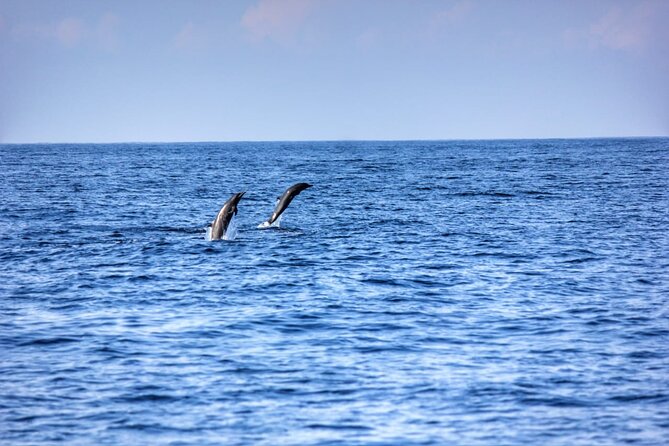 Dolphin & Whale Watching in Puerto Escondido - Swimming with dolphins is not guaranteed