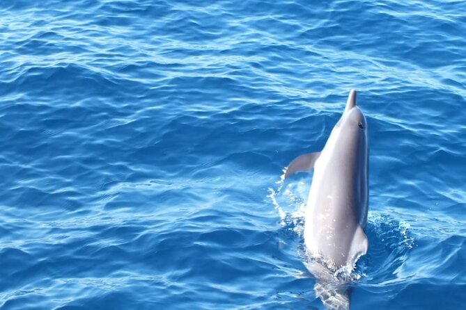 Dolphin & Whale Watching in Puerto Escondido - Small groups, pickup, and the practical side
