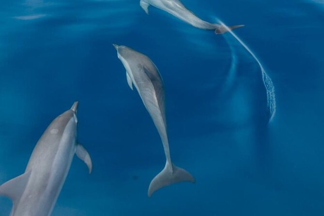 Dolphin & Whale Watching in Puerto Escondido - Is $65.57 a fair price?