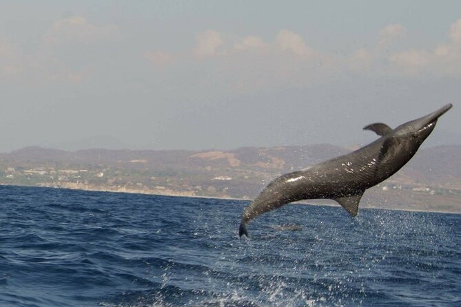 Dolphin & Whale Watching in Puerto Escondido - Turtles, rays, seabirds, and surprise sightings