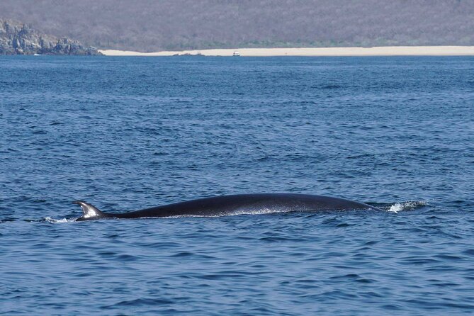 Dolphin & Whale Watching with Marine Biologists - Dolphins, turtles, and the hydrophone