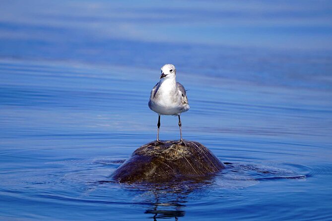 Dolphin & Whale Watching with Marine Biologists - What the marine biologists add