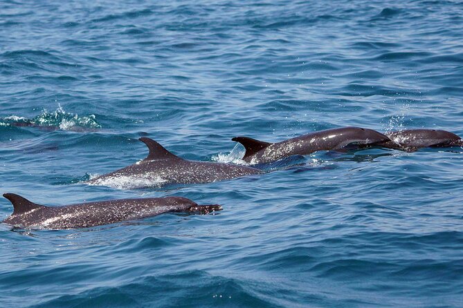 Dolphin & Whale Watching with Marine Biologists - Boat conditions, comfort, and what to pack