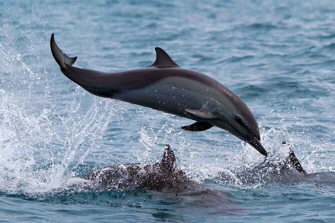 Dolphin & Whale Watching with Marine Biologists - Who will enjoy this Huatulco tour most?