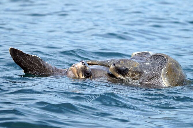 Dolphin & Whale Watching with Marine Biologists - Whales, calves, and the chance of a close look