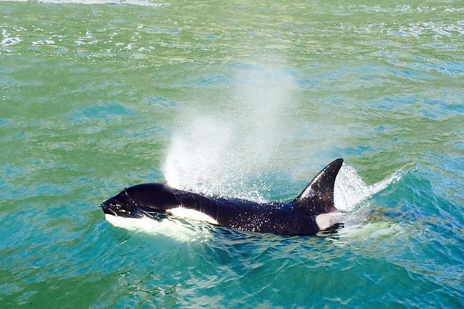 Dolphin & Wildlife Encounters - Key points to know before you go