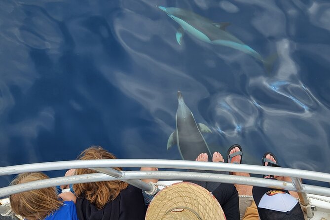 Dolphin & Wildlife Encounters - Mayor Island and the main wildlife search