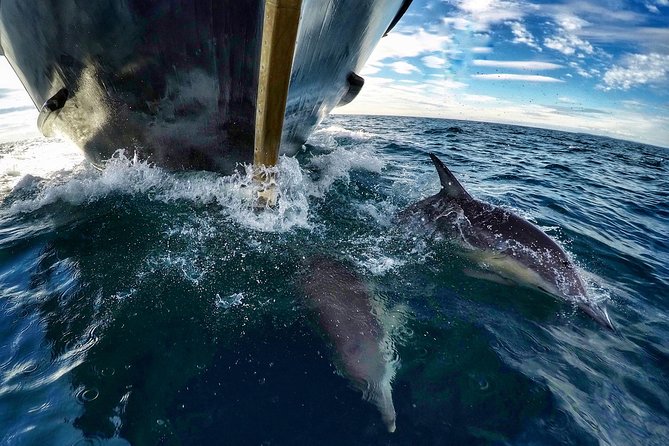 Dolphin & Wildlife Encounters - What the onboard commentary adds