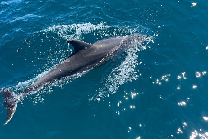 Dolphins and Sea Boat Adventure in Manilva Coast - Weather, cancellation, and timing