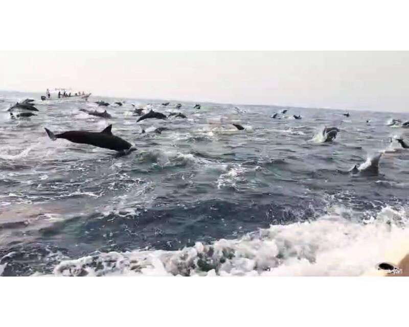 Dolphins and whales watching in Puerto Escondido. - Key points at a glance