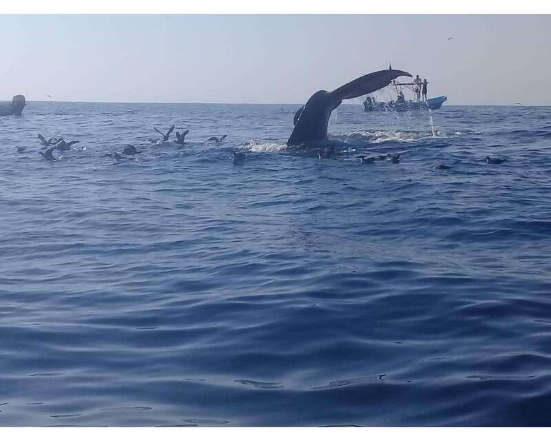 Dolphins and whales watching in Puerto Escondido. - Reaching the main bay and boarding