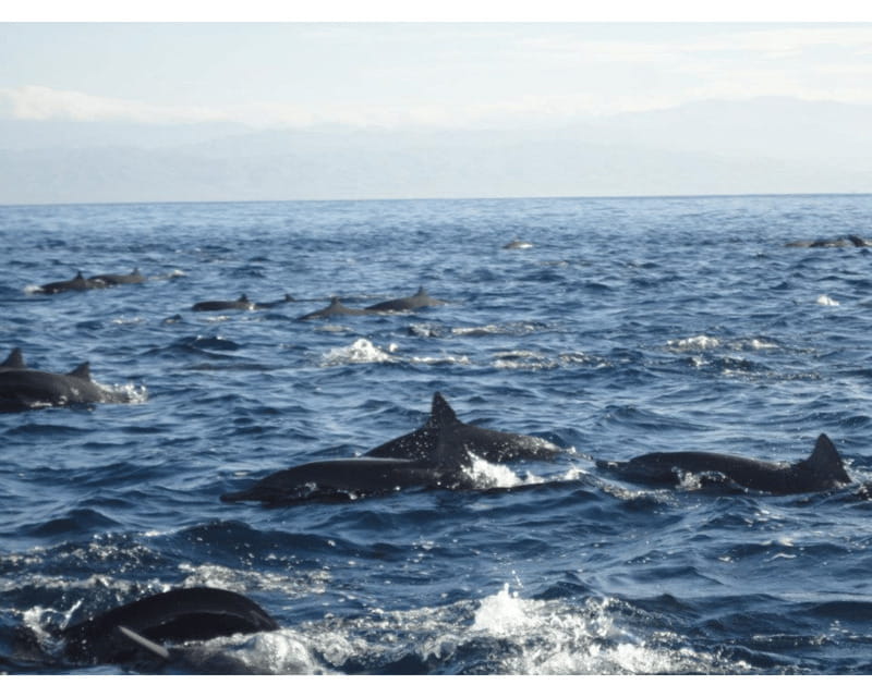 Dolphins and whales watching in Puerto Escondido. - Returning by about 09:30