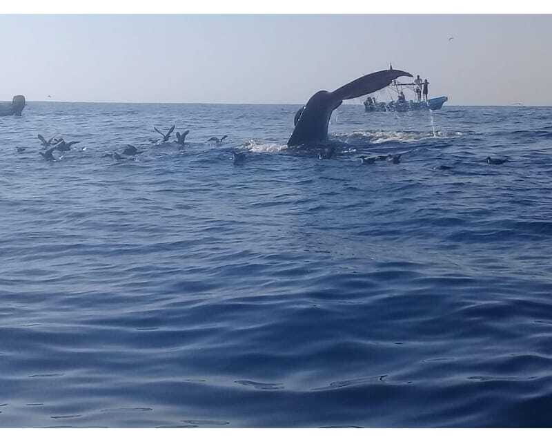 Dolphins and whales watching in Puerto Escondido. - Who will enjoy this outing most?