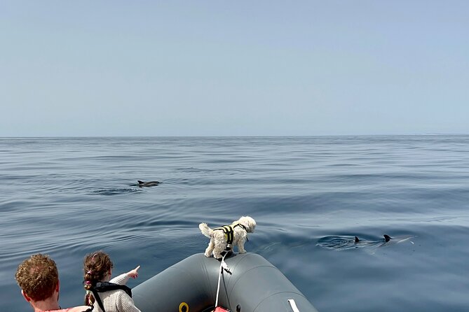 Dolphins & Benagil Caves with Biologist guide - Carvoeiro, Carvalho Beach, and Ferragudo
