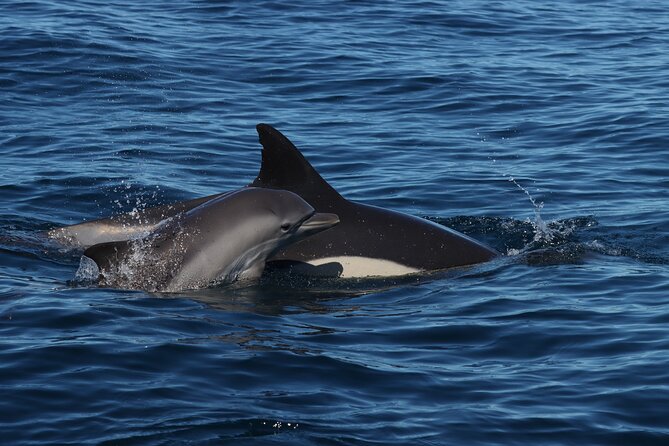 Dolphins & Benagil Caves with Biologist guide - The optional swim in summer
