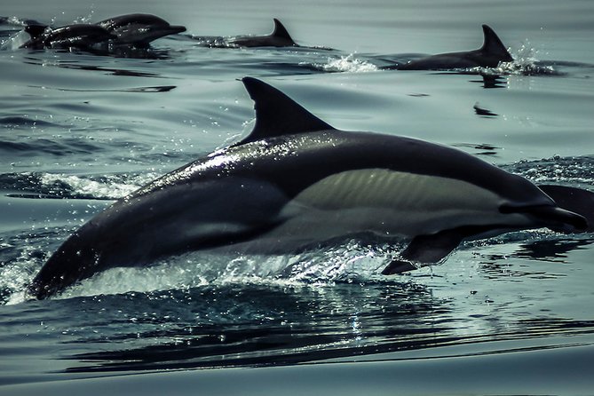 Dolphins & Benagil Caves with Biologist guide - Is $84.66 a fair price?