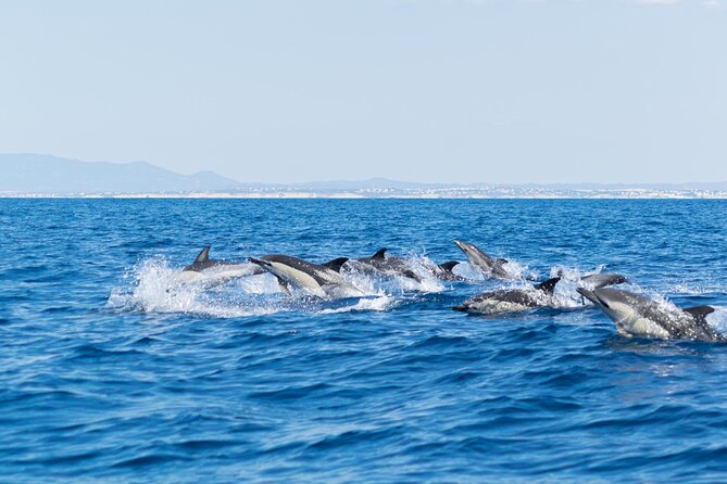 Dolphins & Caves on Rib Boat - The first hour: safety briefing and open-water cruising