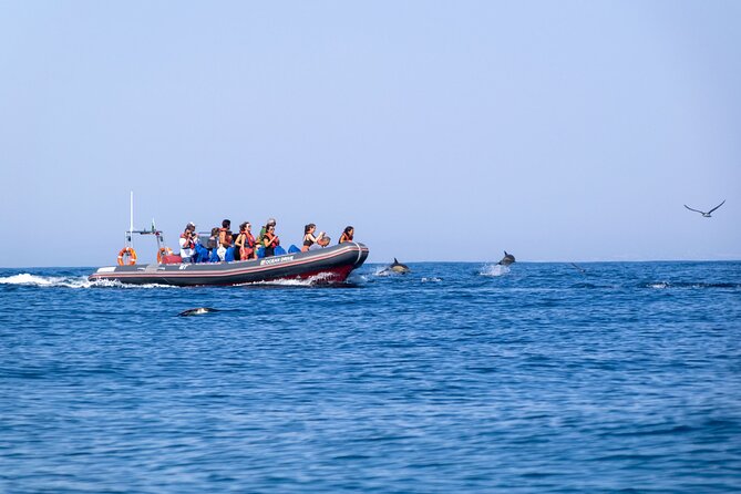 Dolphins & Caves on Rib Boat - A lively ride, plus a possible swim stop