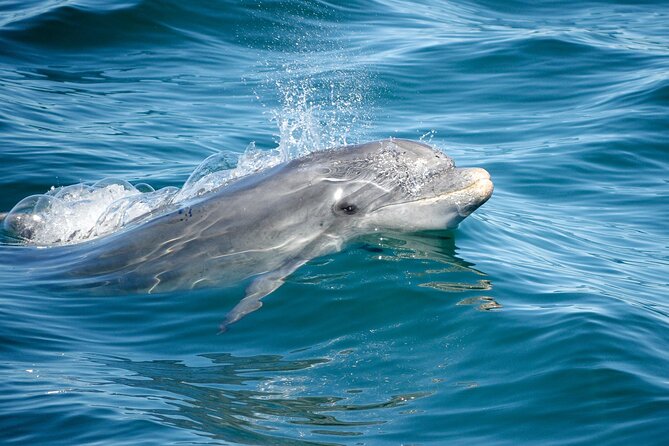 Dolphins & Caves on Rib Boat - Group size and the quality of the guide