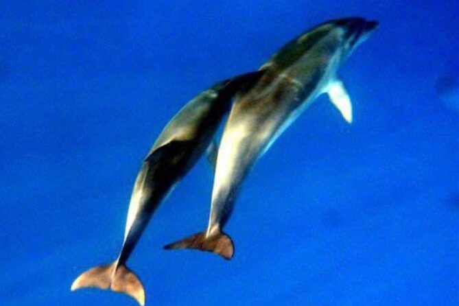 Dolphins Circus tour in Small group - Why this boat trip works well near Olbia