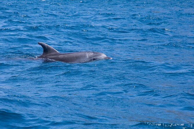 Dolphins Circus tour in Small group - Snorkeling in Sardinia’s clear coastal water