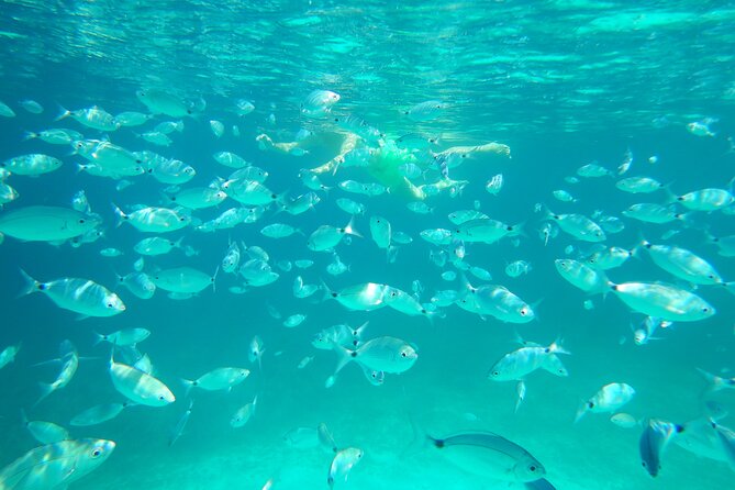 Dolphins Circus tour in Small group - Cheese, snacks, and an aperitif on the water