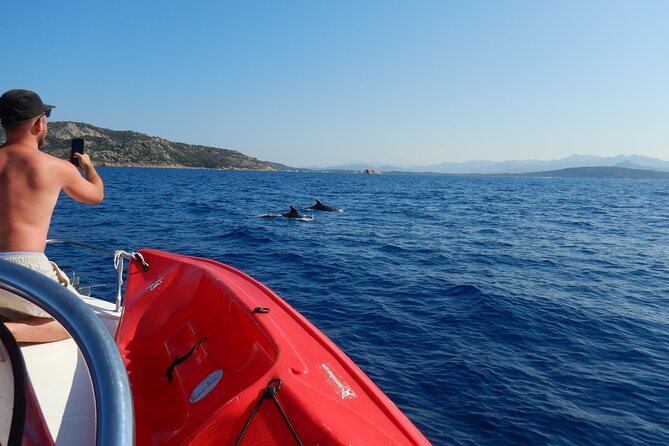 Dolphins Circus tour in Small group - What the private format means for your day
