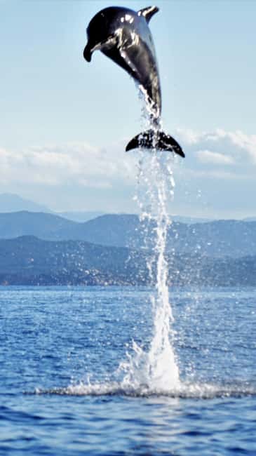 Dolphins: Dolphin Watching Tour and Capo Figari by Raft - Why this short Sardinia boat trip works
