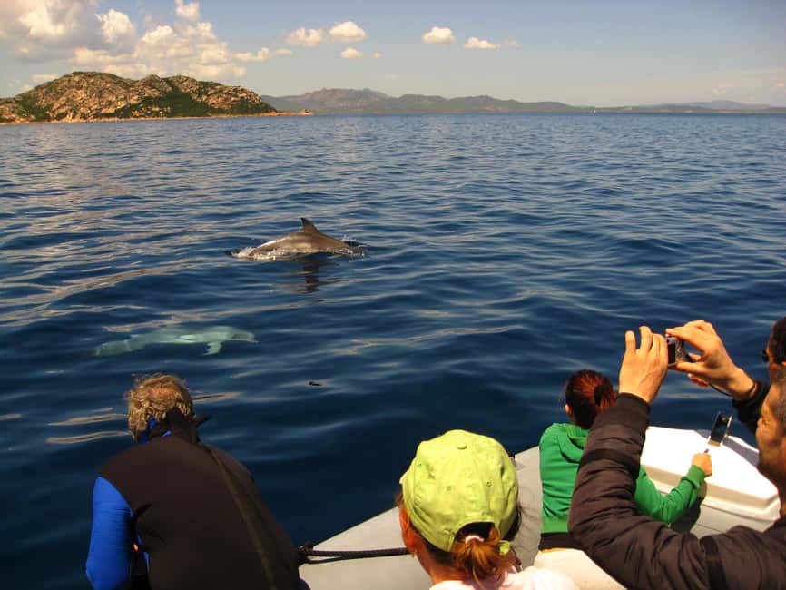Dolphins: Dolphin Watching Tour and Capo Figari by Raft - Figarolo Island and the first search for dolphins