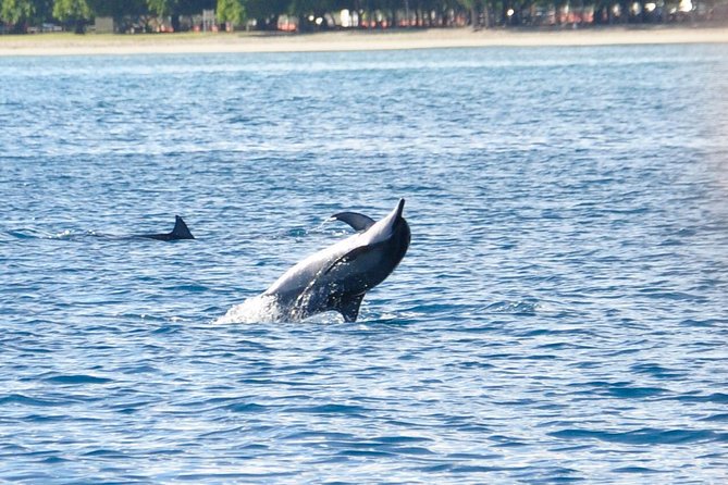 Dolphins Encounter and Whale Watching - Quick Points Before You Book