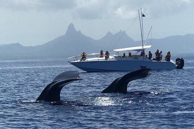 Dolphins Encounter and Whale Watching - Why This Mauritius Boat Trip Is Worth Considering