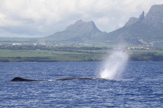 Dolphins Encounter and Whale Watching - The Dolphin Search and Respectful Water Time