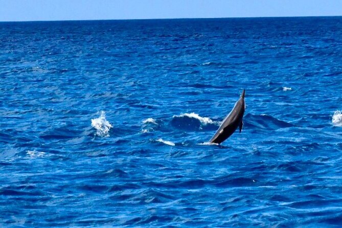 Dolphins Encounter and Whale Watching - Meeting at 6:45 a.m. in Black River