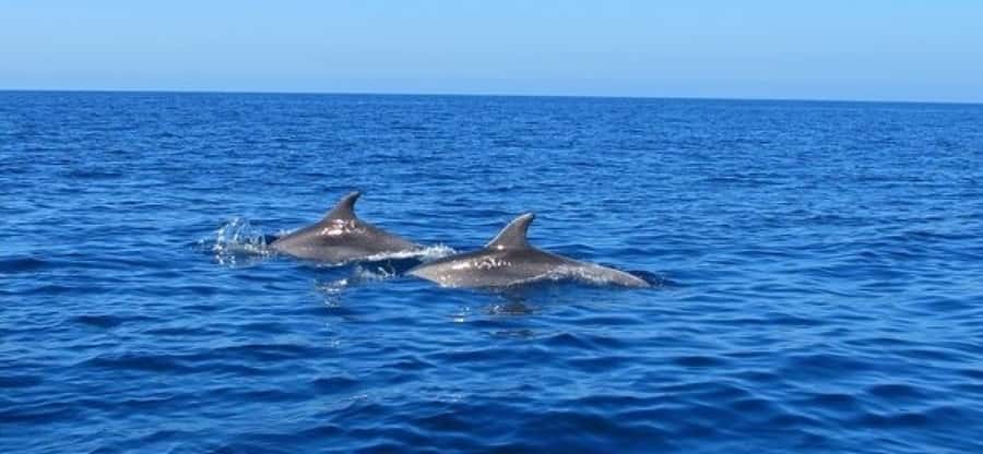 Dolphins: Private, Snorkel, CrystalRock, ileoBenitiers,lunch - Crystal Rock and the open-water views