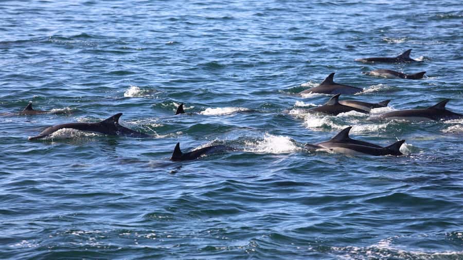 Dolphins: Private, Snorkel, CrystalRock, ileoBenitiers,lunch - Why the private price can make sense