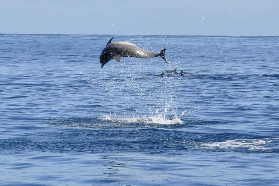 Dolphins: Private, Snorkel, CrystalRock, ileoBenitiers,lunch - What the strongest feedback tells you