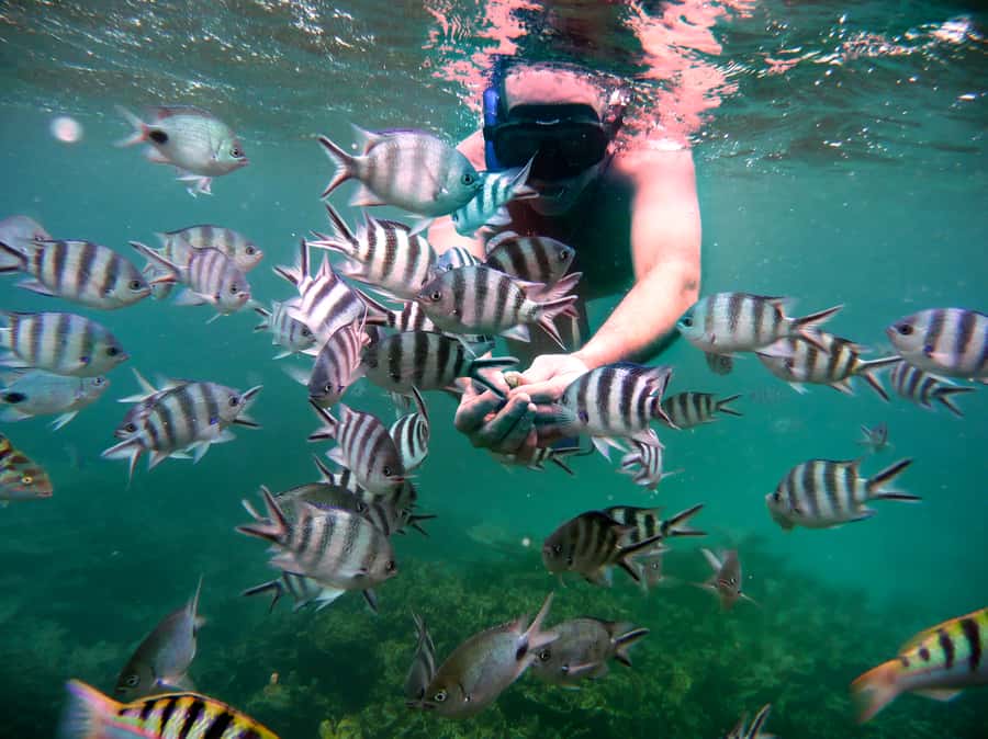 Dolphins: Private, Snorkel, CrystalRock, ileoBenitiers,lunch - Weather, timing, and practical limits